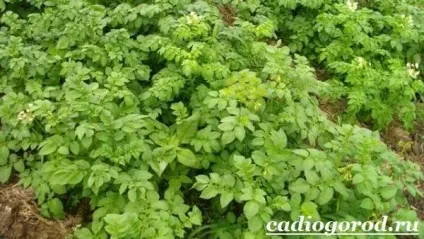 Як садити картоплю коли садити картоплю, сад і (як правильно садити картоплю) Як садити картоплю коли садити картоплю, сад і