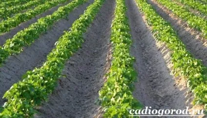 Як садити картоплю коли садити картоплю, сад і (Тому картопляні сотки) Як садити картоплю коли садити картоплю, сад і