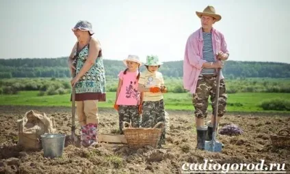 Як садити картоплю коли садити картоплю, сад і (як садити картоплю? Коли садити картоплю) Як садити картоплю коли садити картоплю, сад і