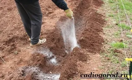 Як садити картоплю коли садити картоплю, сад і (Тому картопляні сотки) Як садити картоплю коли садити картоплю, сад і