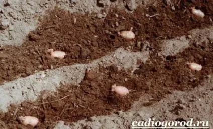 Як садити картоплю коли садити картоплю, сад і (питання садити картоплю) Як садити картоплю коли садити картоплю, сад і