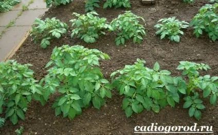 Як садити картоплю коли садити картоплю, сад і (яку картоплю садити) Як садити картоплю коли садити картоплю, сад і