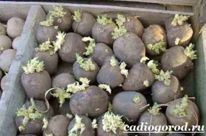 Як садити картоплю коли садити картоплю, сад і (садити) Як садити картоплю коли садити картоплю, сад і