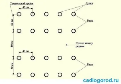 Як садити картоплю коли садити картоплю, сад і (питання садити картоплю) Як садити картоплю коли садити картоплю, сад і