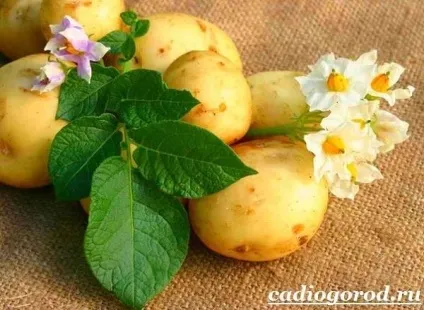 Як садити картоплю коли садити картоплю, сад і (садити) Як садити картоплю коли садити картоплю, сад і