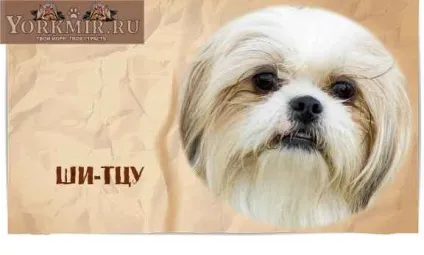 Найбезглуздіші породи собак, топ 10, рейтинг дурних порід (породи) Найбезглуздіші породи собак, топ 10, рейтинг дурних порід