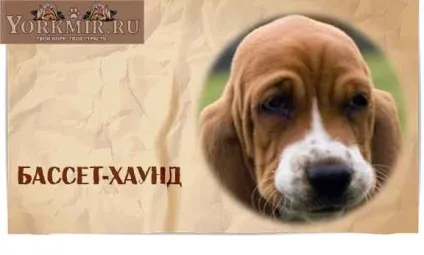 Найбезглуздіші породи собак, топ 10, рейтинг дурних порід (дурні) Найбезглуздіші породи собак, топ 10, рейтинг дурних порід