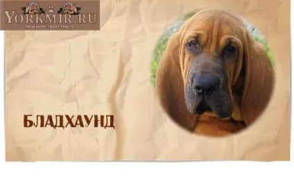 Найбезглуздіші породи собак, топ 10, рейтинг дурних порід (дурні) Найбезглуздіші породи собак, топ 10, рейтинг дурних порід