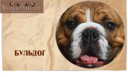 Найбезглуздіші породи собак, топ 10, рейтинг дурних порід (породи) Найбезглуздіші породи собак, топ 10, рейтинг дурних порід