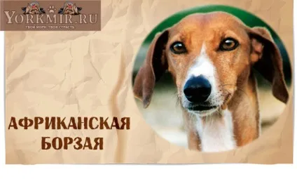 Найбезглуздіші породи собак, топ 10, рейтинг дурних порід (породи) Найбезглуздіші породи собак, топ 10, рейтинг дурних порід