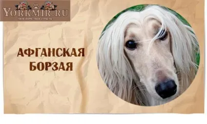 Найбезглуздіші породи собак, топ 10, рейтинг дурних порід (собак) Найбезглуздіші породи собак, топ 10, рейтинг дурних порід