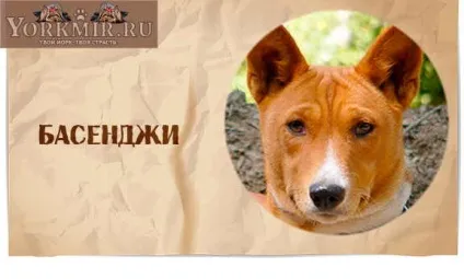 Найбезглуздіші породи собак, топ 10, рейтинг дурних порід (породи) Найбезглуздіші породи собак, топ 10, рейтинг дурних порід