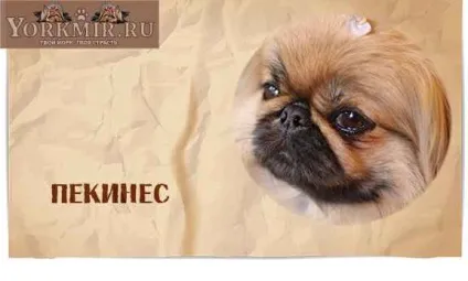Найбезглуздіші породи собак, топ 10, рейтинг дурних порід (самі) Найбезглуздіші породи собак, топ 10, рейтинг дурних порід