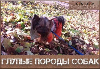 Найбезглуздіші породи собак, топ 10, рейтинг дурних порід (дурні) Найбезглуздіші породи собак, топ 10, рейтинг дурних порід