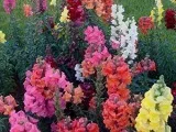 Кактус Епіфіллум - догляд в домашніх умовах, фото Епіфіллуми, види і розмноження Епіфіллуми