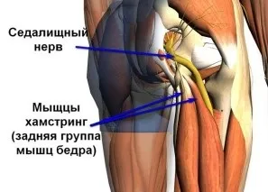 Як зміцнити нерви і психіку (зміцнити нерви психіку) Як зміцнити нерви і психіку