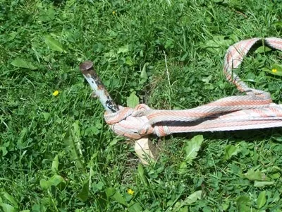 Як видалити старе дерево на дачній ділянці, ваші 6 соток (старе) Як видалити старе дерево на дачній ділянці, ваші 6 соток