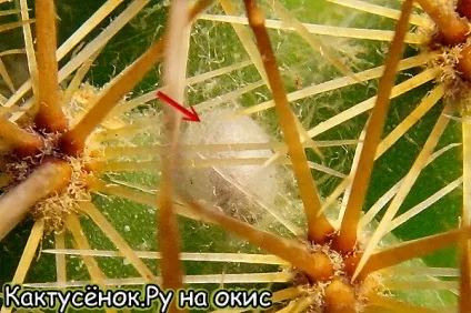 Кактуси не ростуть опіки грунт шкідники кактуси догляд (айлостери лобивии) Кактуси не ростуть опіки грунт шкідники кактуси догляд