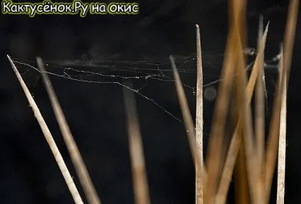 Кактуси не ростуть опіки грунт шкідники кактуси догляд (кактуси не ростуть) Кактуси не ростуть опіки грунт шкідники кактуси догляд