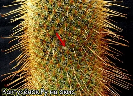 Кактуси не ростуть опіки грунт шкідники кактуси догляд (павутинний кліщ) Кактуси не ростуть опіки грунт шкідники кактуси догляд
