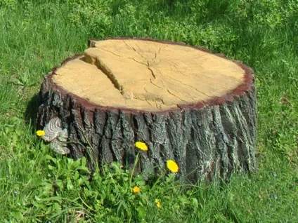 Як видалити пень з ділянки (8 способів) - жіночий світ (методу) Як видалити пень з ділянки (8 способів) - жіночий світ