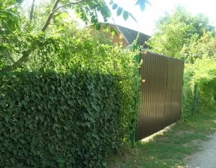 Як прикрасити забір на дачі (паркан) Як прикрасити забір на дачі