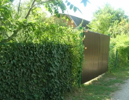 Як прикрасити забір на дачі, дачні хитрості (паркан буде виглядати) Як прикрасити забір на дачі, дачні хитрості