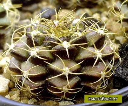 Кактуси не ростуть опіки грунт шкідники кактуси догляд (кореневої червець) Кактуси не ростуть опіки грунт шкідники кактуси догляд