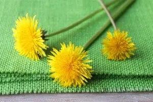 Як варити варення з кульбаб - 6 рецептів смачного і корисного варення (кульбаб) Як варити варення з кульбаб - 6 рецептів смачного і корисного варення
