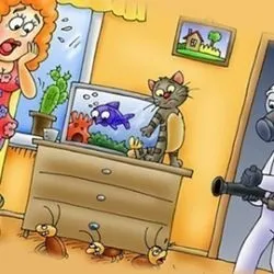 Як виглядають диванні клопи, і як можна з ними боротися (як виглядають) Як виглядають диванні клопи, і як можна з ними боротися
