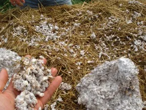 Як вирощувати печериці в теплиці поради для любителів (шампіньйони) Як вирощувати печериці в теплиці поради для любителів