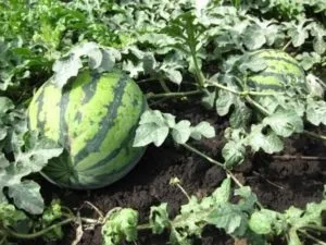 Як вибрати солодкий стиглий кавун без нітратів, відео