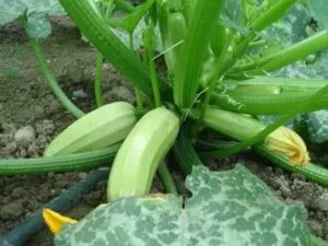 Як вибрати солодкий стиглий кавун без нітратів, відео