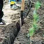 Як виростити ліс