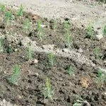 Як виростити ліс