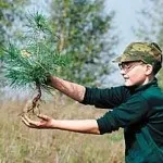 Як виростити ліс