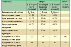Як виростити огірки підбір насіння, облаштування грядок, посадка і підживлення (підбір) Як виростити огірки підбір насіння, облаштування грядок, посадка і підживлення