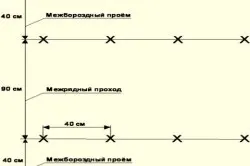 Як виростити огірки підбір насіння, облаштування грядок, посадка і підживлення (огірки) Як виростити огірки підбір насіння, облаштування грядок, посадка і підживлення