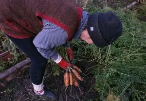 Як зберігати моркву в холодильнику і морозилці відео (зберігати) Як зберігати моркву в холодильнику і морозилці відео