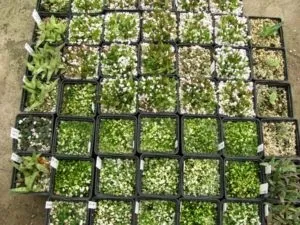 Як виростити суккулент в домашніх умовах з насіння і живців розмноження, фото, відео - сайт про
