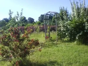 Як відновити старий запущений ділянку, створюємо гарний сад (запущений) Як відновити старий запущений ділянку, створюємо гарний сад