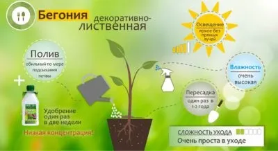 Як виростити бегонію з насіння в домашніх умовах посів та догляд (домашніх) Як виростити бегонію з насіння в домашніх умовах посів та догляд