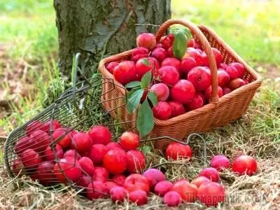 Як зберігати ягоди і плоди (ягоди) Як зберігати ягоди і плоди