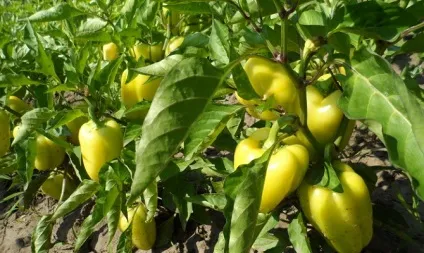 Як зберігати болгарський перець - зберігання в домашніх умовах відео (болгарський потрібно першу) Як зберігати болгарський перець - зберігання в домашніх умовах відео