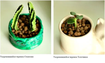 Як виростити суккулент в домашніх умовах з насіння і живців розмноження, фото, відео - сайт про
