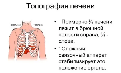 Як відновити печінку після тривалого вживання алкоголю (печінка) Як відновити печінку після тривалого вживання алкоголю