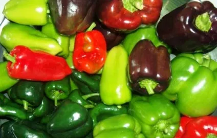 Як зберігати перець в домашніх умовах, як підготувати болгарський (жіночий журнал) Як зберігати перець в домашніх умовах, як підготувати болгарський