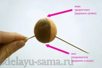 Як виростити авокадо в домашніх умовах, сад, зроблю сама (виростити) Як виростити авокадо в домашніх умовах, сад, зроблю сама