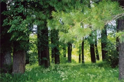 Як виростити ліс