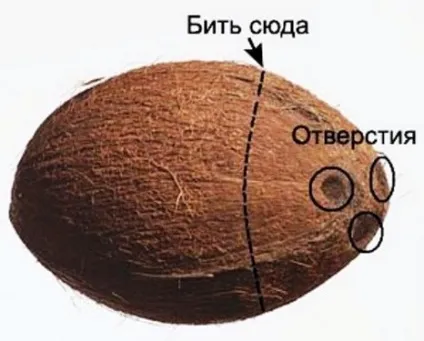 Як розкрити (розбити, розколоти) відкрити кокос (відео) Як розкрити (розбити, розколоти) відкрити кокос